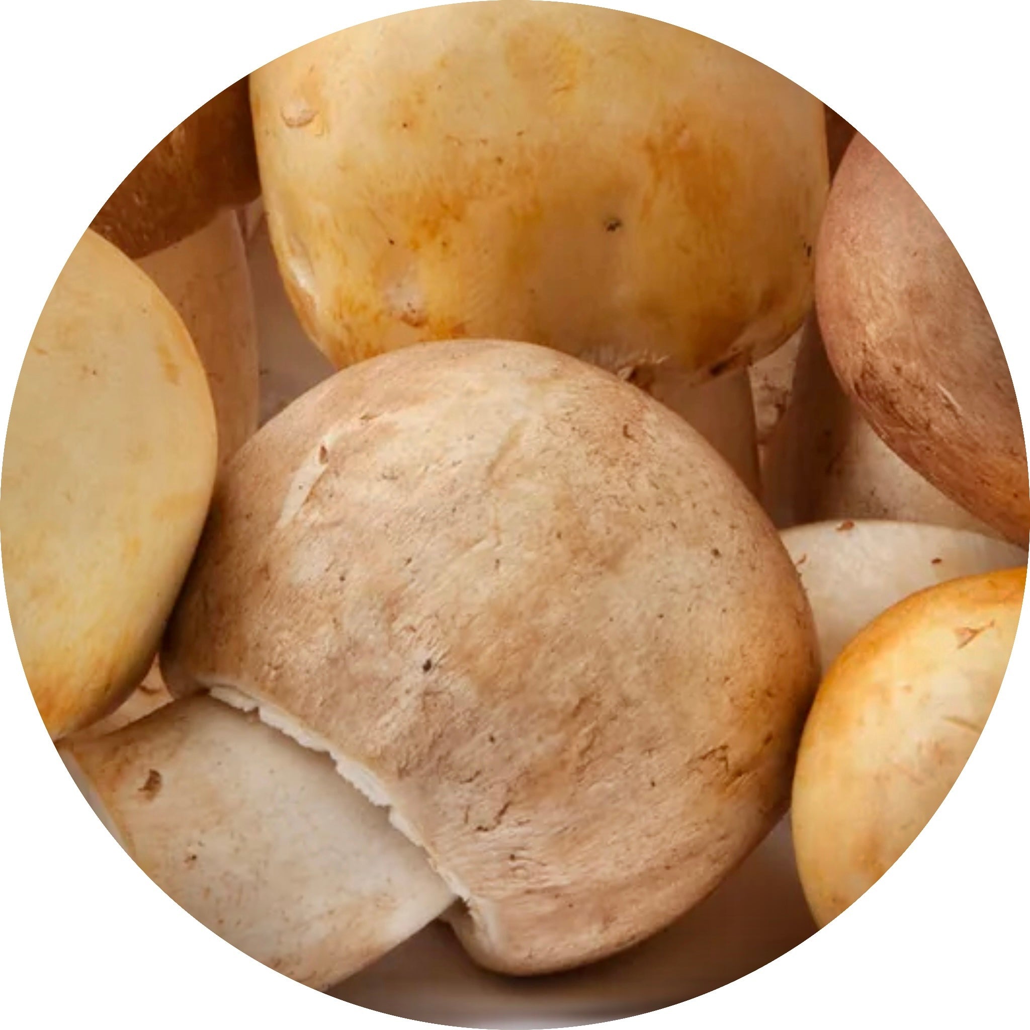 almond agaricus mushroom